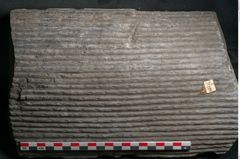 Foto (Detailansicht) von Sigillaria sp.  (NHMW-GEO-2024-0188-11178)